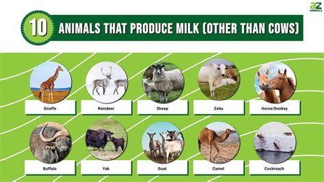 Who Drank The Milk In Animal Farm